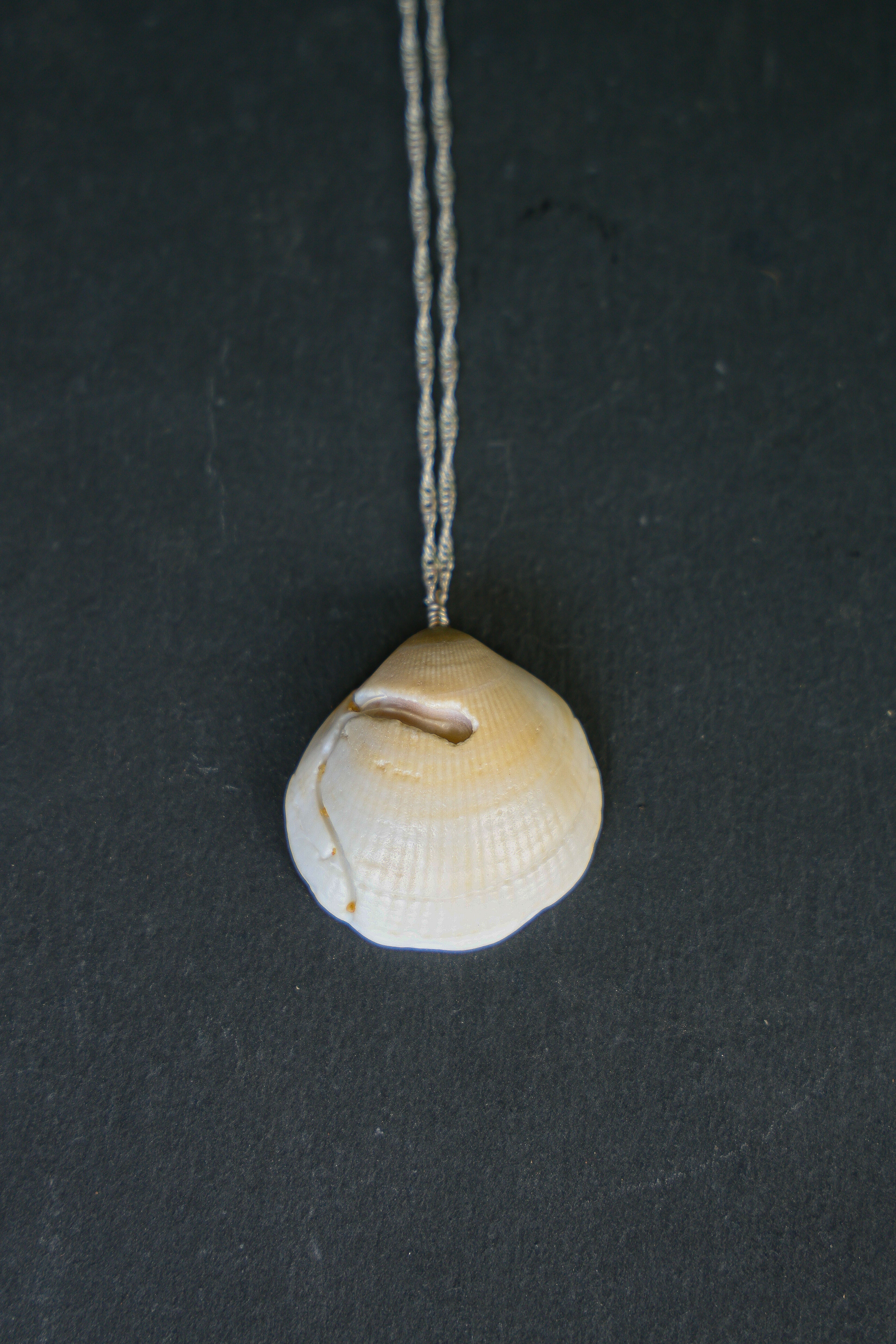 Sea Shell